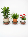 Three potted plants on RollyGreens rolling plant dollies - easy indoor plant mobility with smooth-glide casters